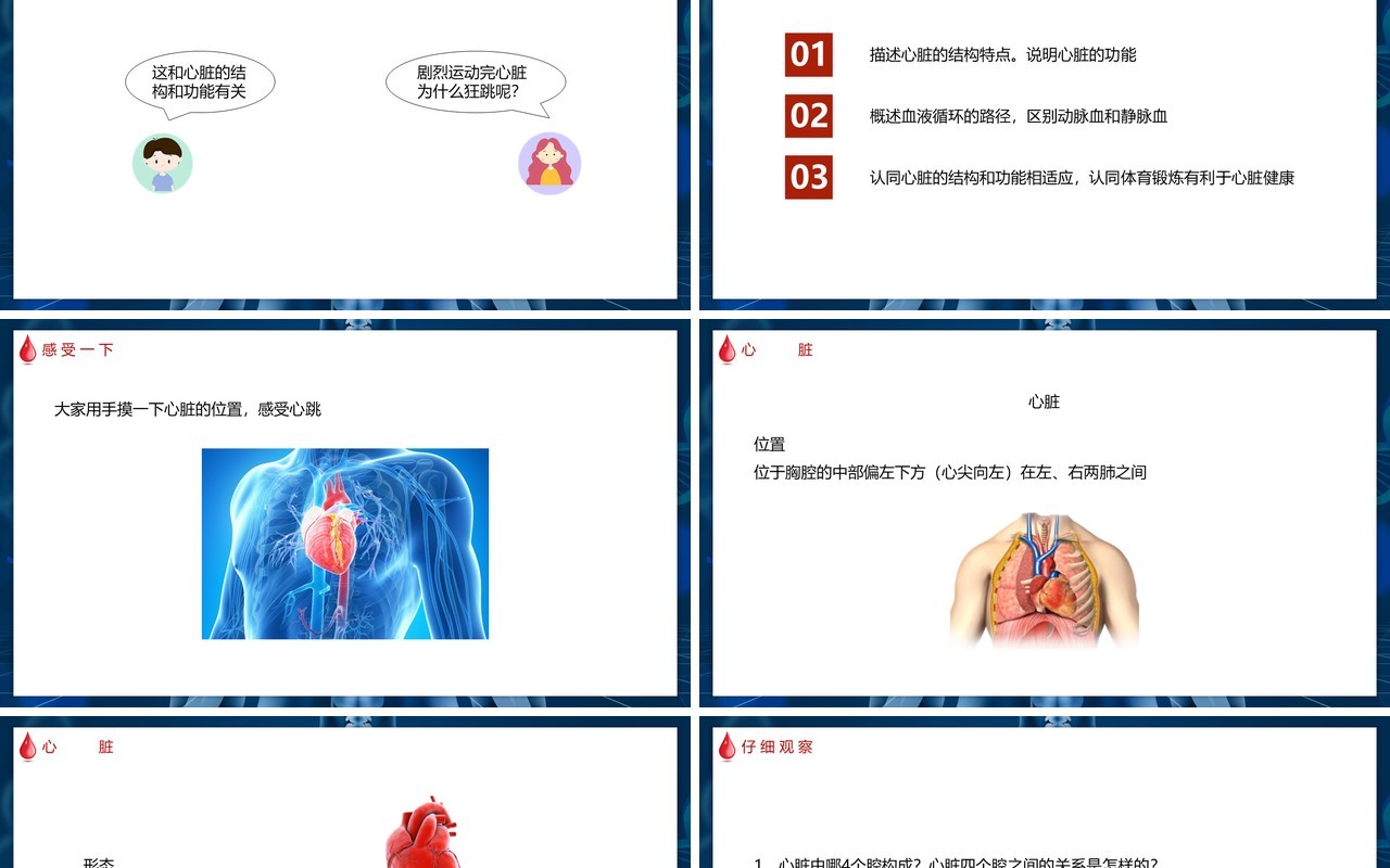 部编版七年级生物下册输送血液的泵——心脏课件PPT模板