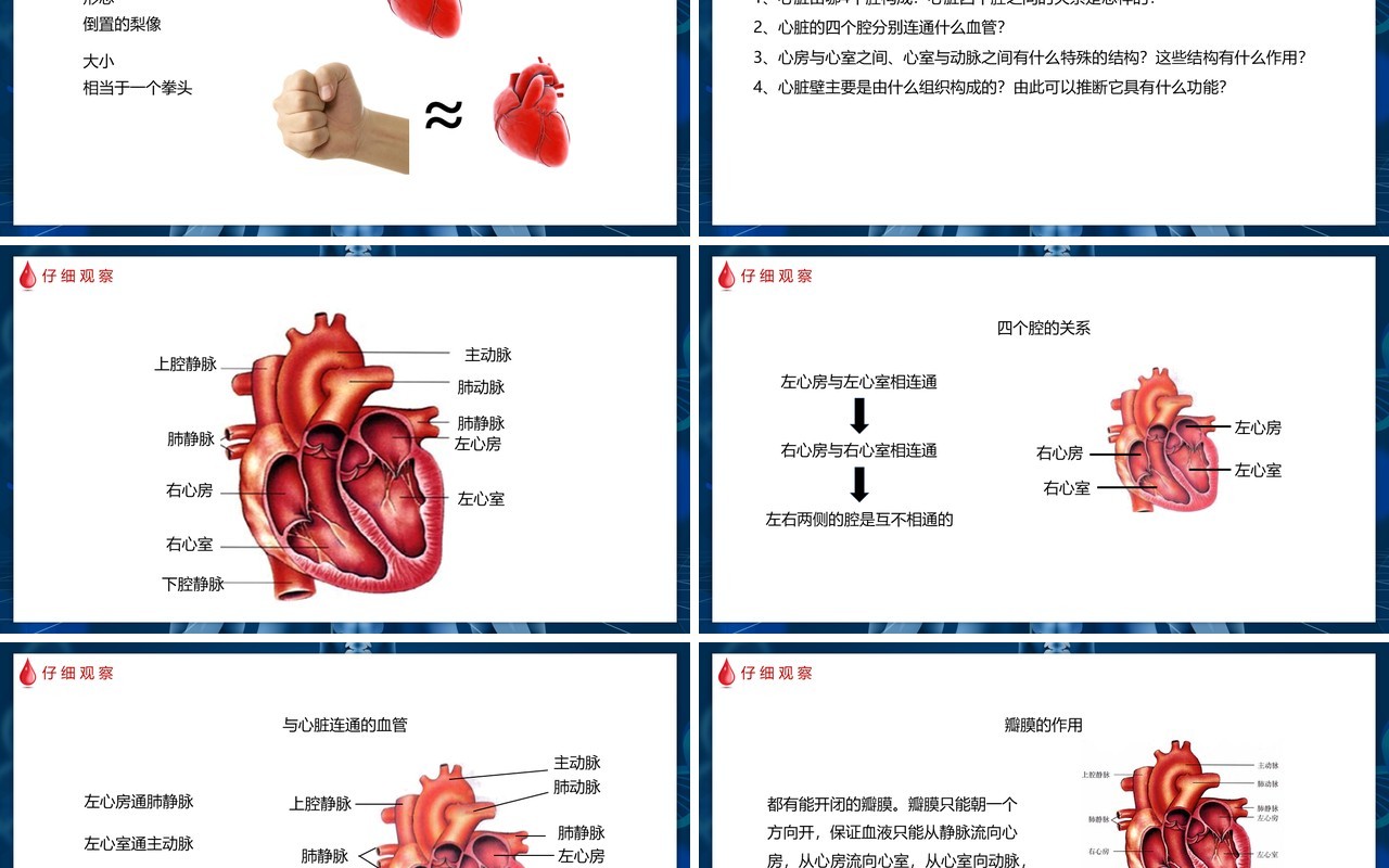 部编版七年级生物下册输送血液的泵——心脏课件PPT模板