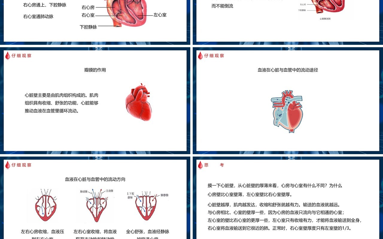 部编版七年级生物下册输送血液的泵——心脏课件PPT模板