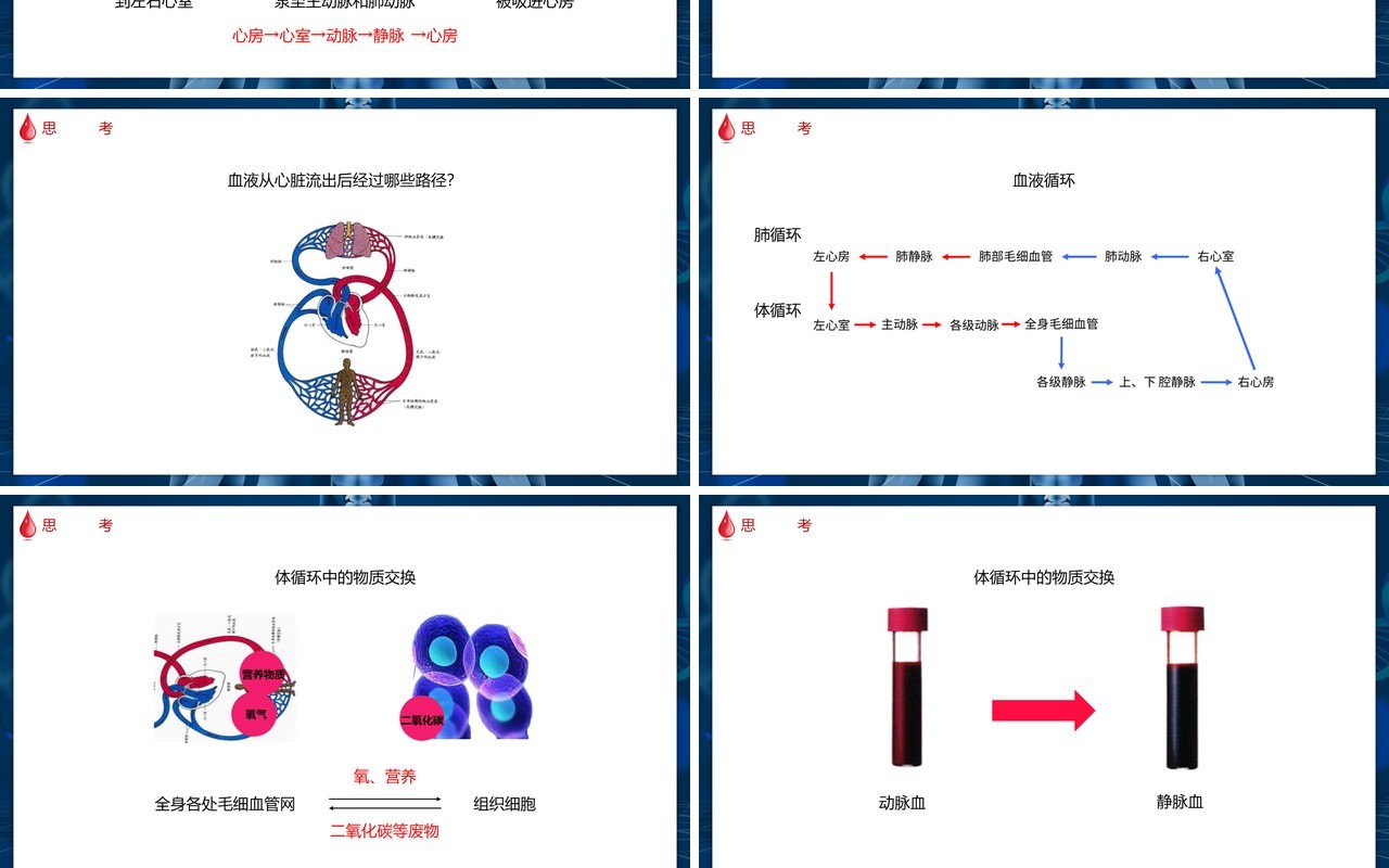 部编版七年级生物下册输送血液的泵——心脏课件PPT模板