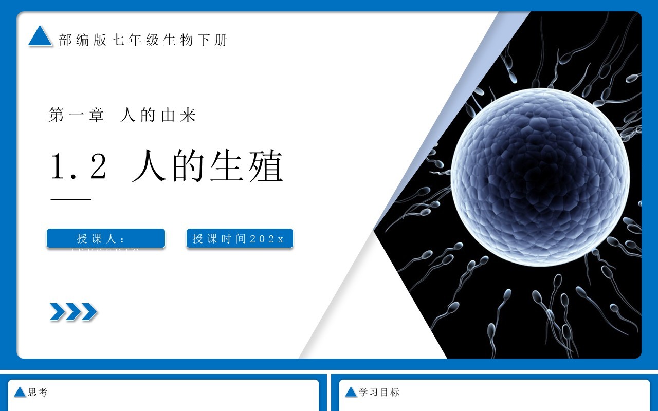 部编版七年级生物下册人的生殖课件PPT模板