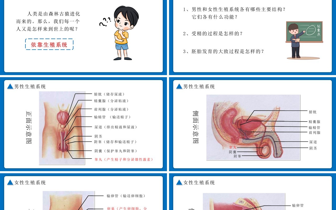 部编版七年级生物下册人的生殖课件PPT模板
