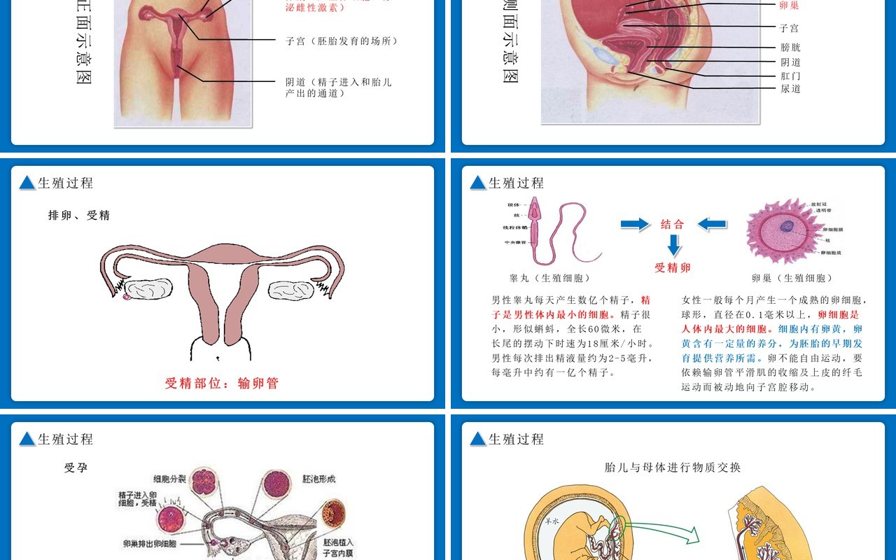 部编版七年级生物下册人的生殖课件PPT模板