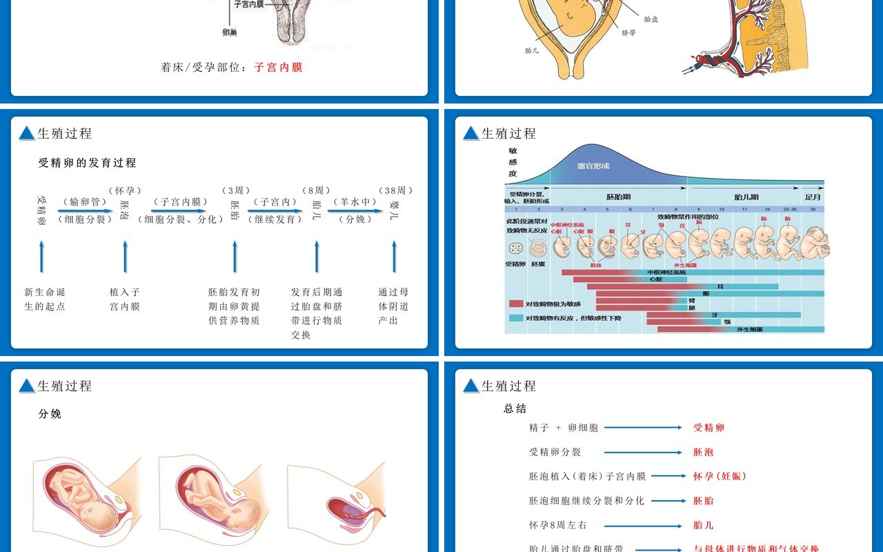 部编版七年级生物下册人的生殖课件PPT模板