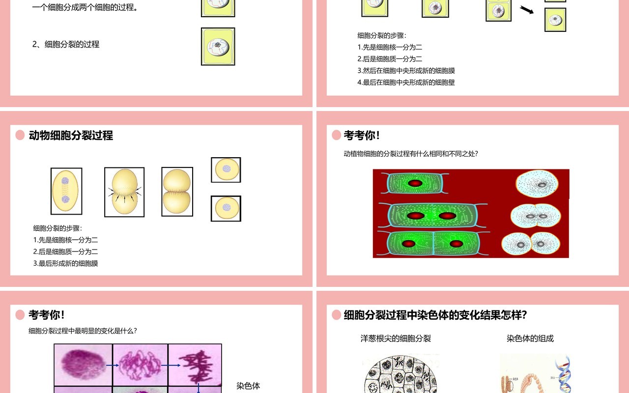 部编版七年级生物上册细胞通过分裂产生新细胞课件PPT模板