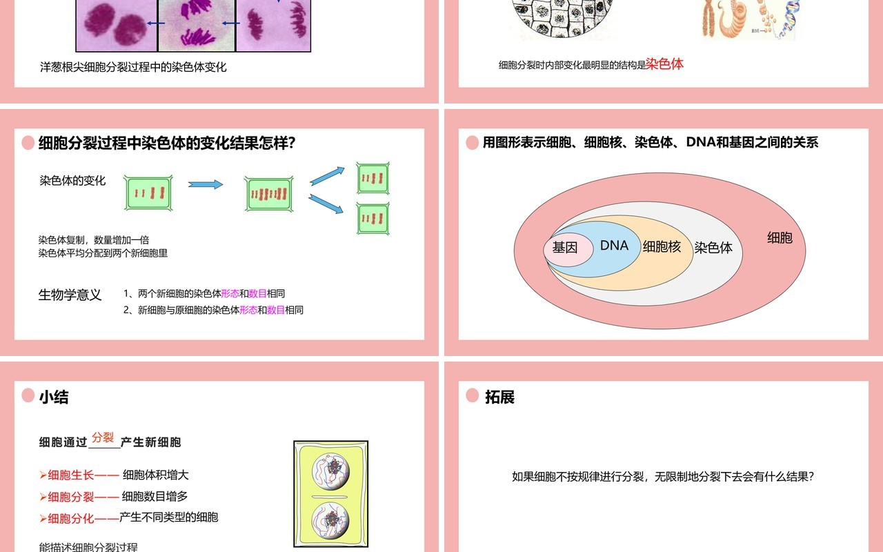 部编版七年级生物上册细胞通过分裂产生新细胞课件PPT模板
