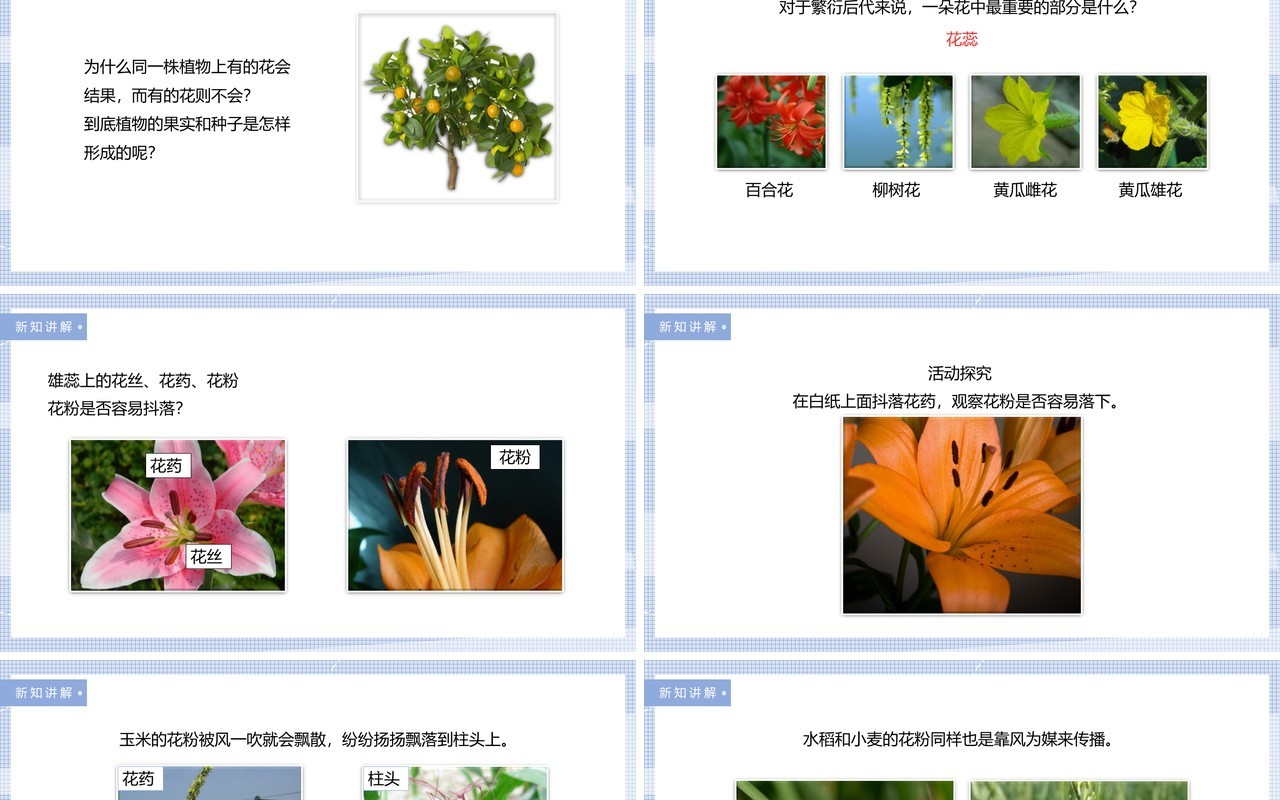 教科版四年级下册花、果实和种子课件PPT模板