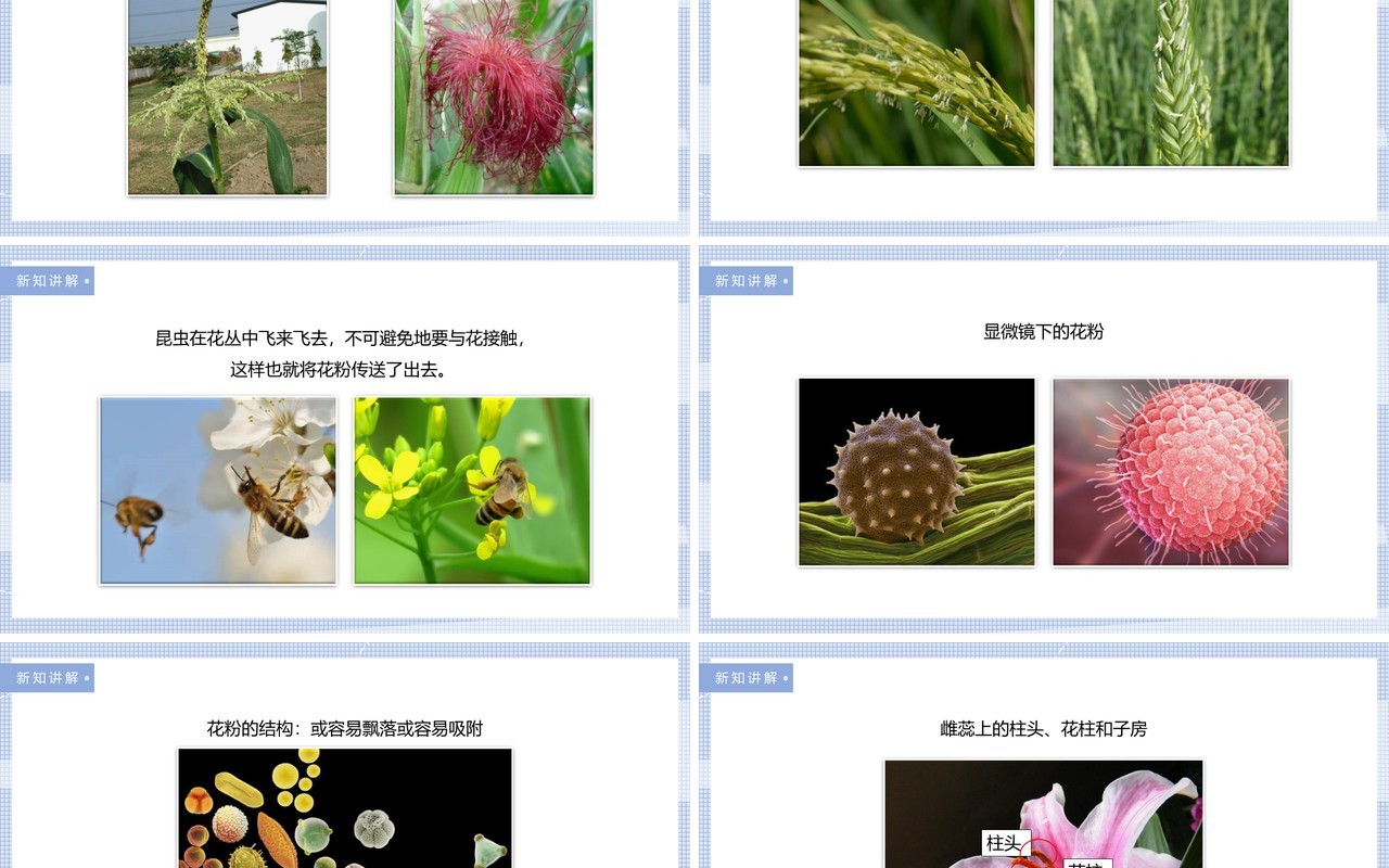 教科版四年级下册花、果实和种子课件PPT模板