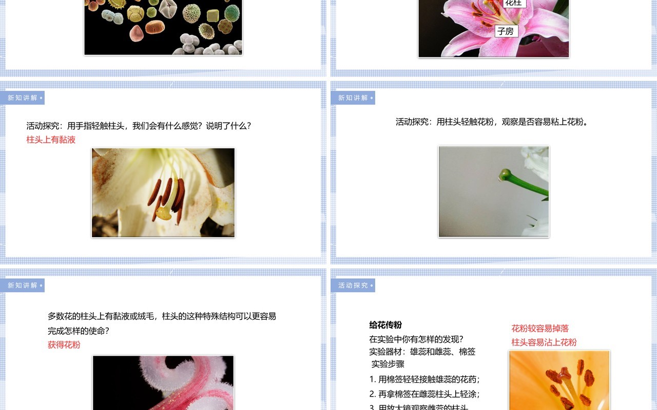 教科版四年级下册花、果实和种子课件PPT模板