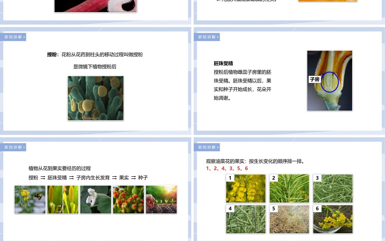 教科版四年级下册花、果实和种子课件PPT模板