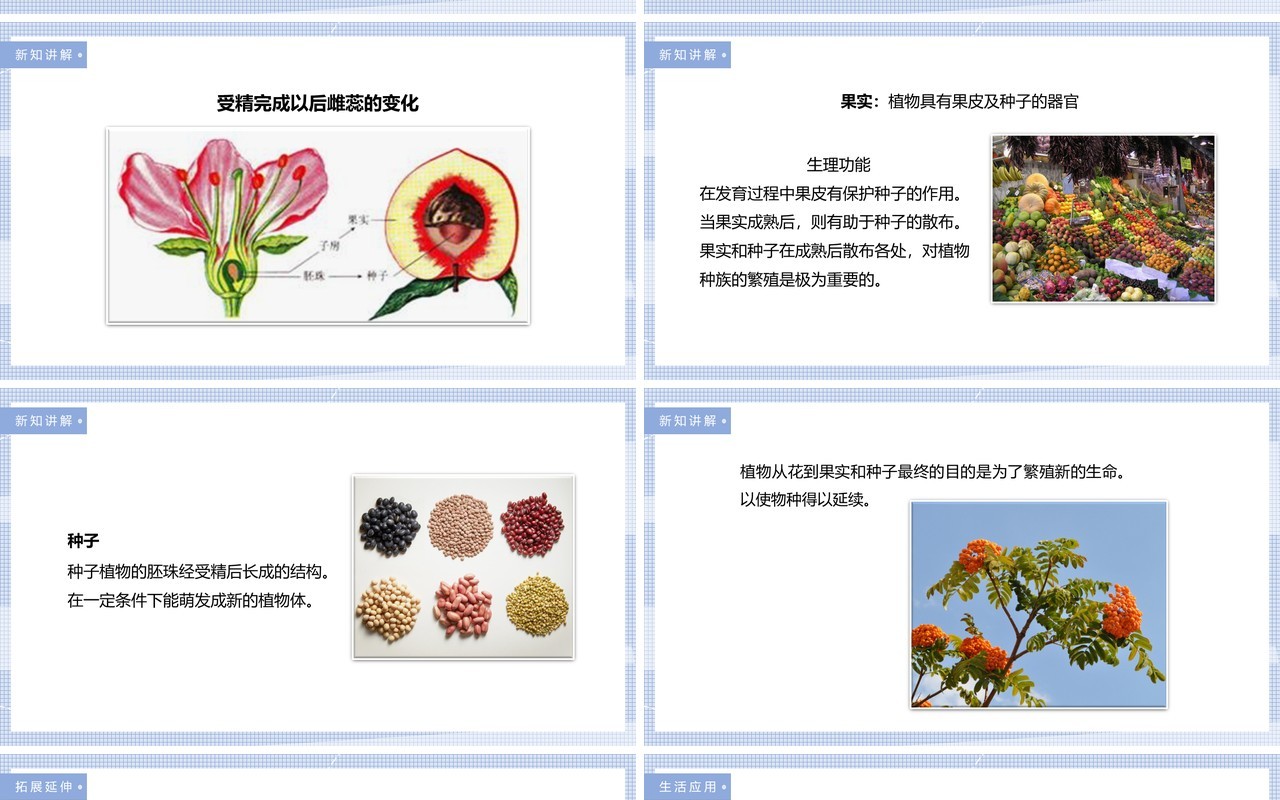教科版四年级下册花、果实和种子课件PPT模板
