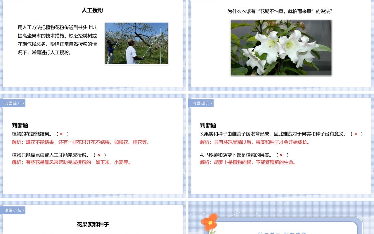 教科版四年级下册花、果实和种子课件PPT模板