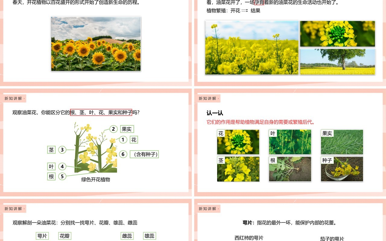 教科版四年级下册油菜花开了课件PPT模板