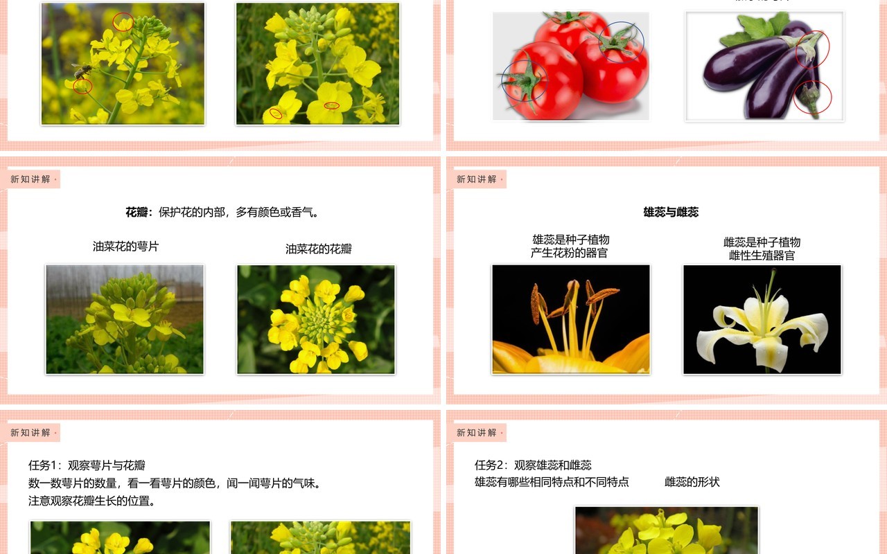 教科版四年级下册油菜花开了课件PPT模板