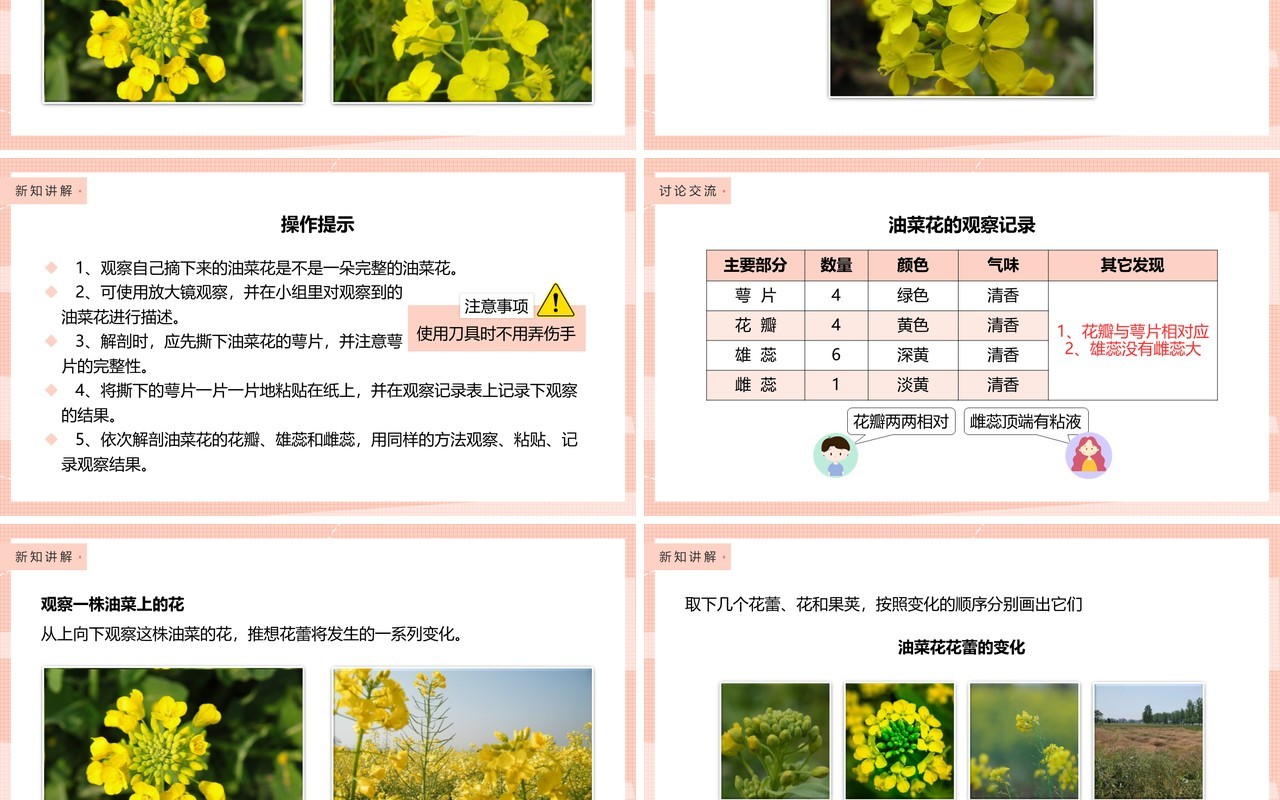 教科版四年级下册油菜花开了课件PPT模板
