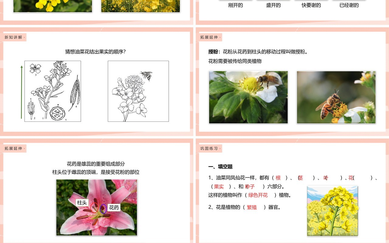 教科版四年级下册油菜花开了课件PPT模板