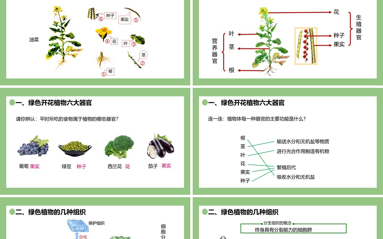 部编版七年级生物上册植物体的结构层次课件PPT模板