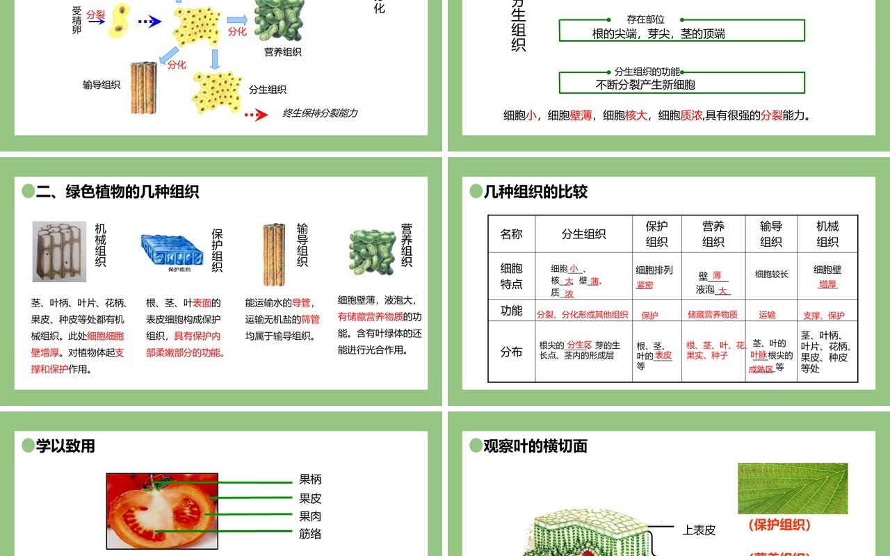 部编版七年级生物上册植物体的结构层次课件PPT模板