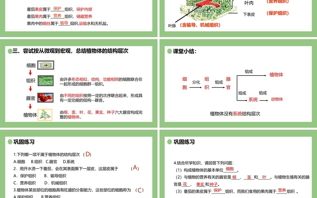 部编版七年级生物上册植物体的结构层次课件PPT模板