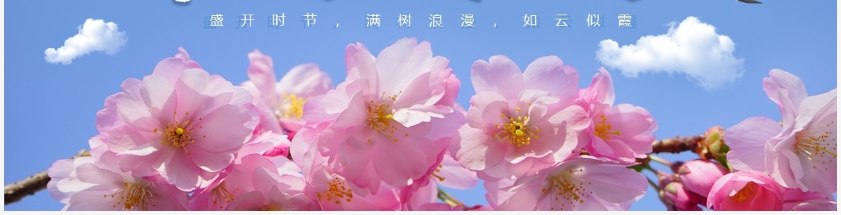 蓝色简约小清新浪漫樱花季PPT通用模板