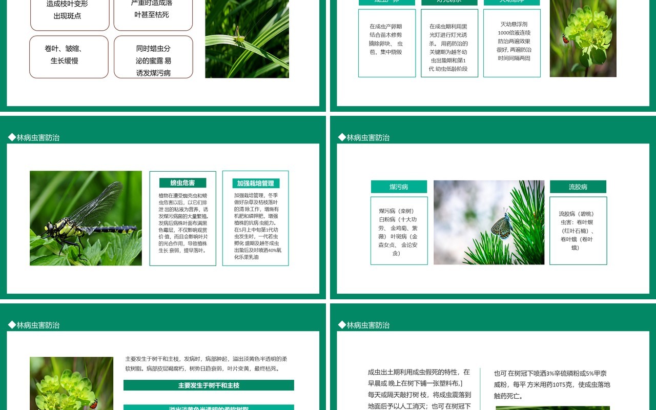 林病虫害防治动态PPT模板