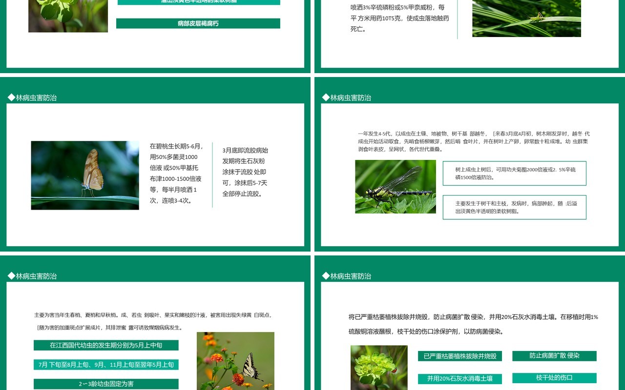 林病虫害防治动态PPT模板