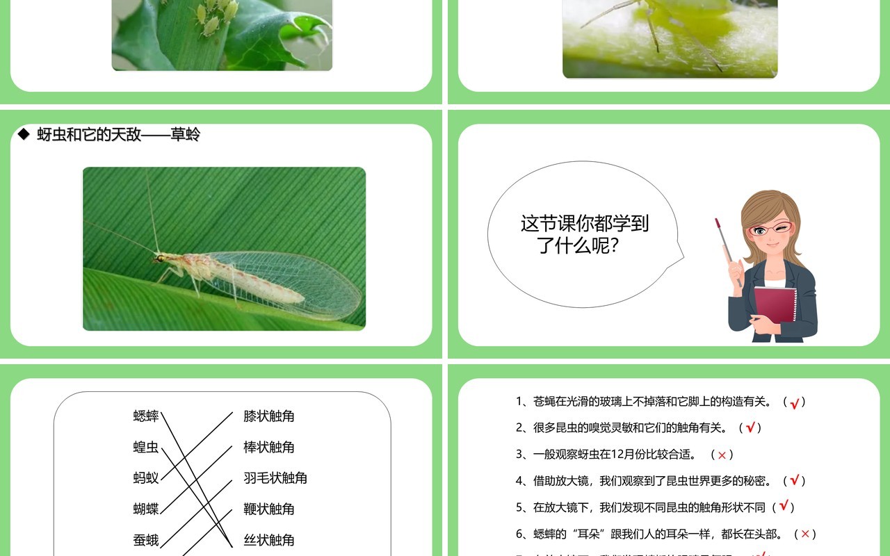 教科版六年级科学下册放大镜下的昆虫世界课件PPT模板