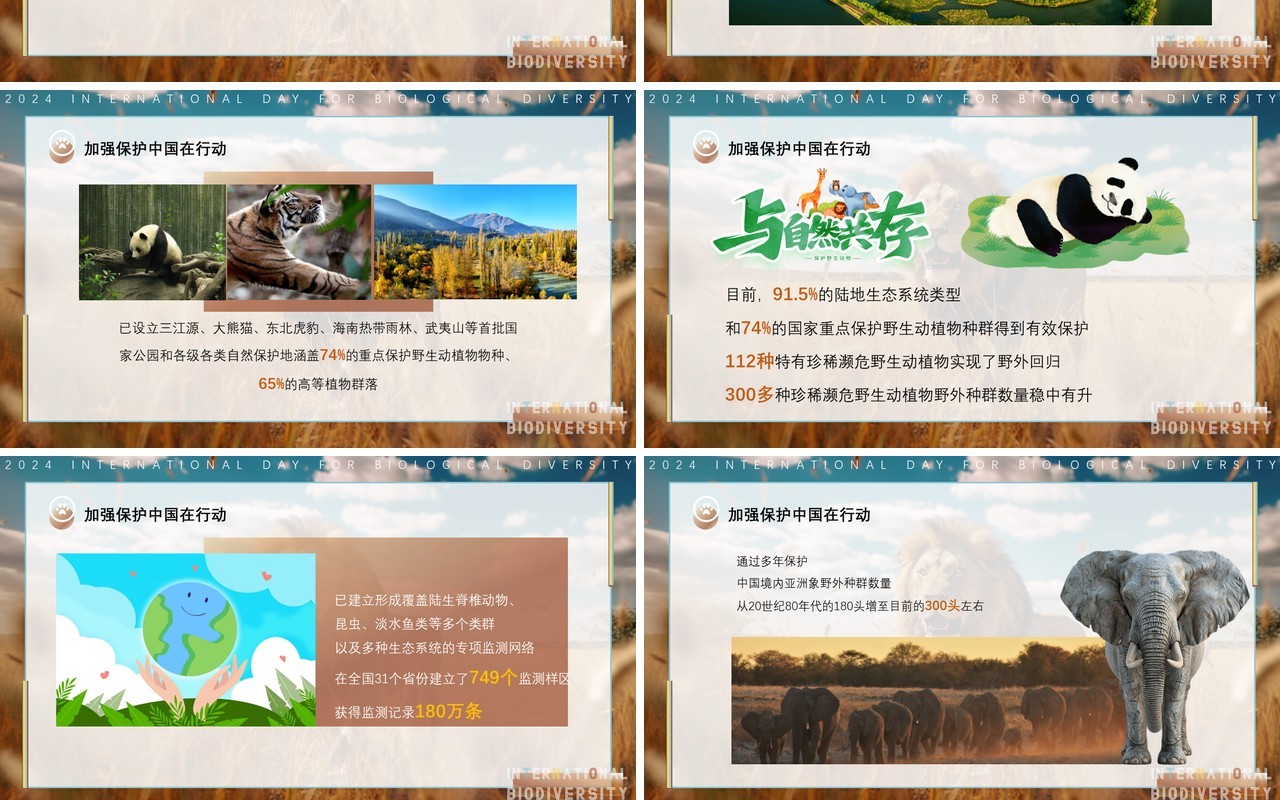 蓝棕色插画风国际生物多样性PPT模板