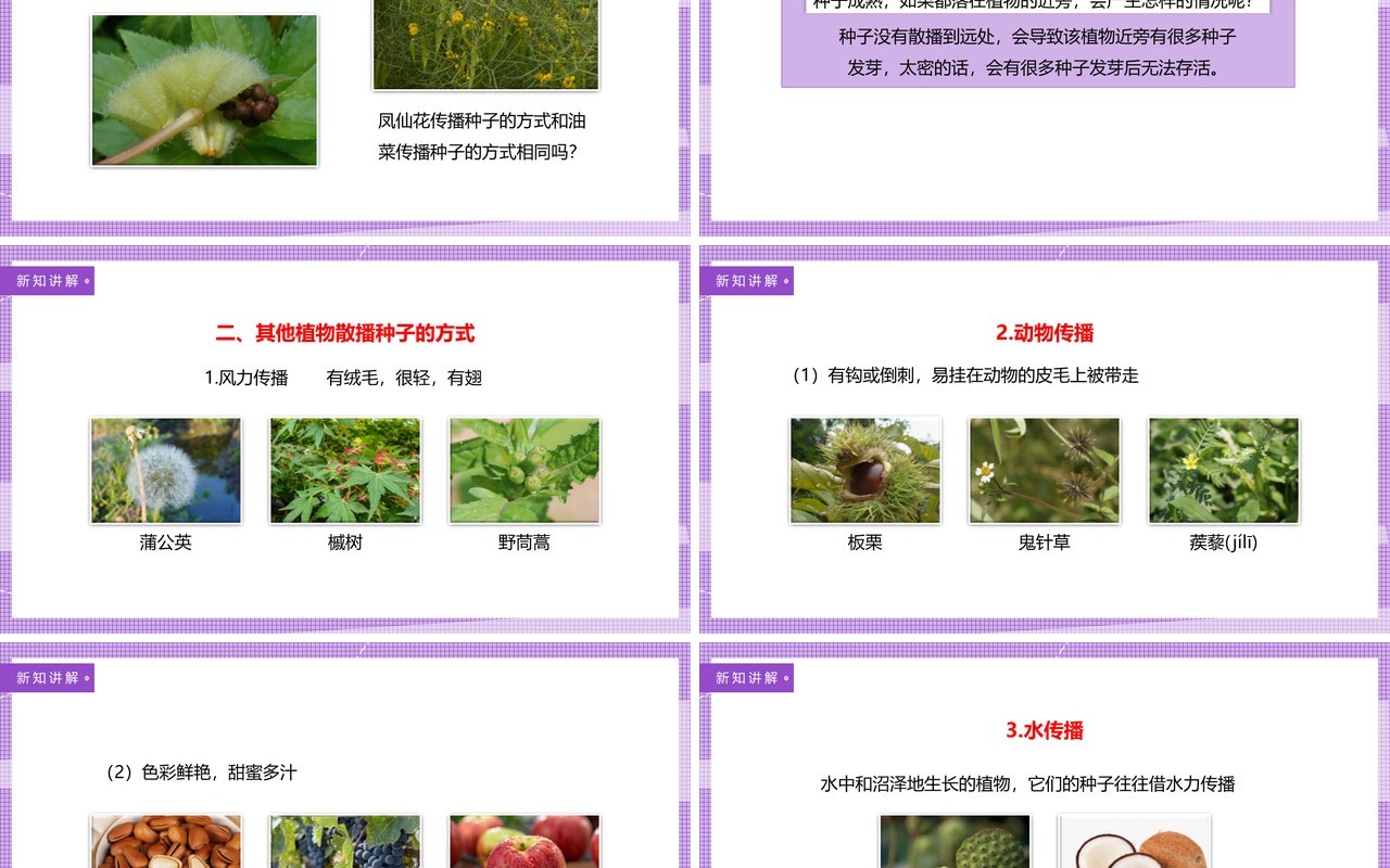教科版四年级下册把种子散播到远处课件PPT模板