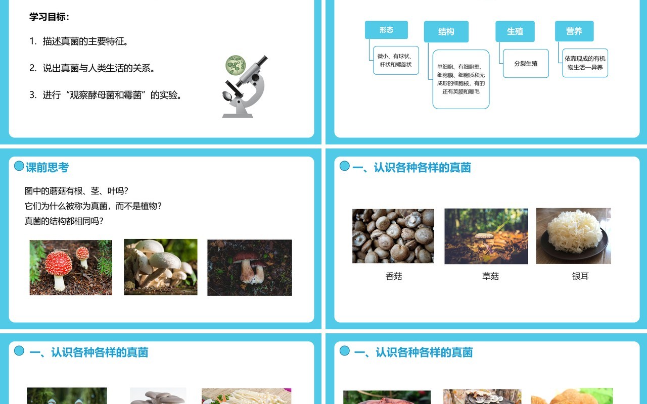 部编版八年级生物上册真菌PPT模板