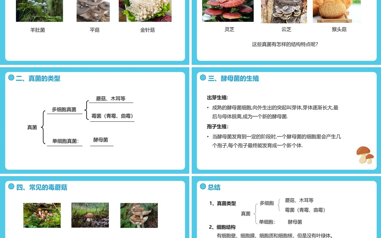 部编版八年级生物上册真菌PPT模板