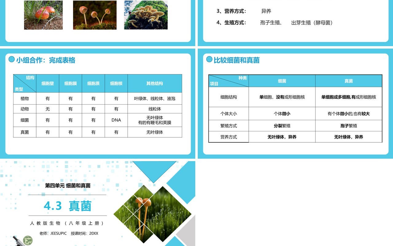 部编版八年级生物上册真菌PPT模板