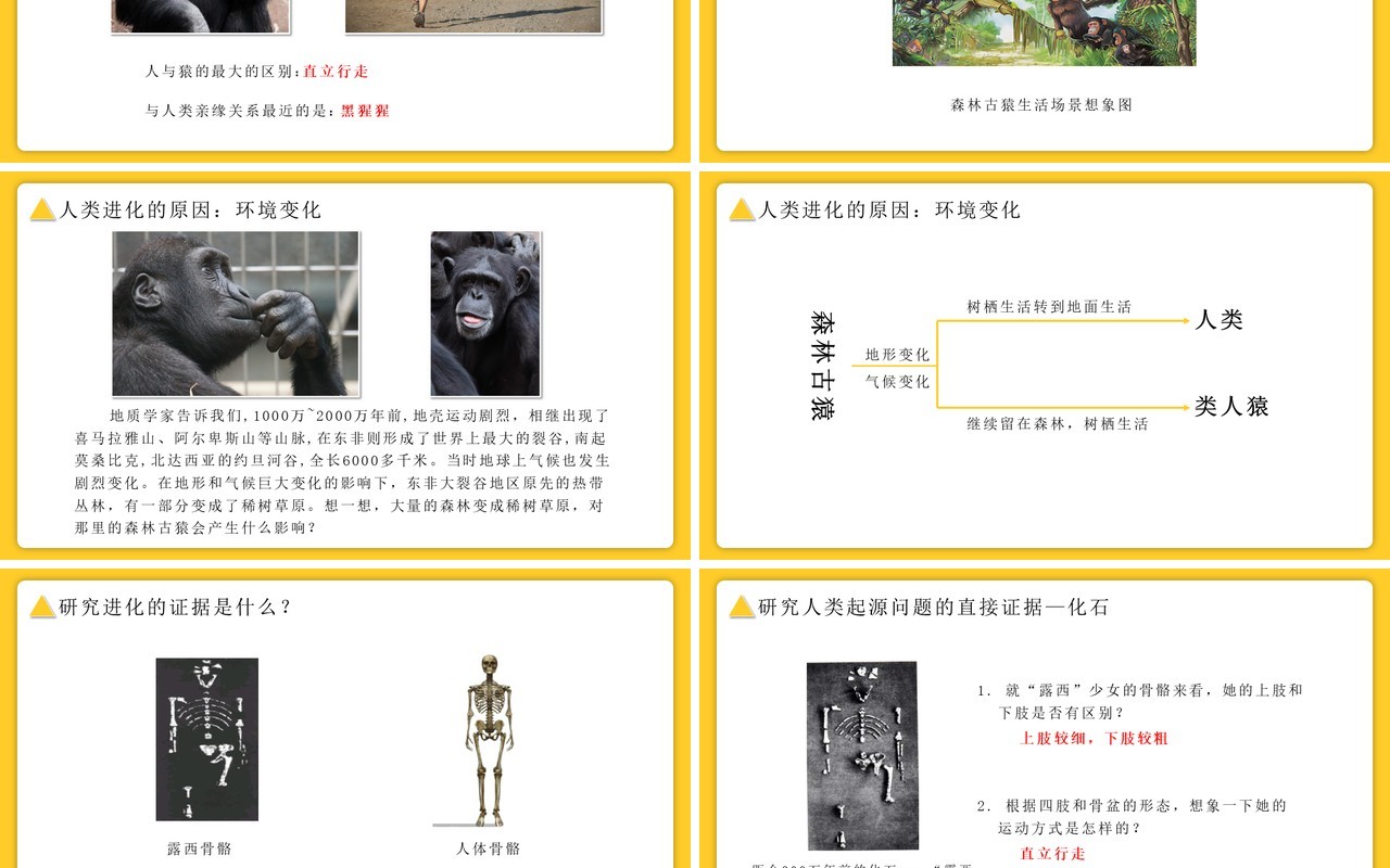 部编版七年级生物下册人类的起源与发展课件PPT模板