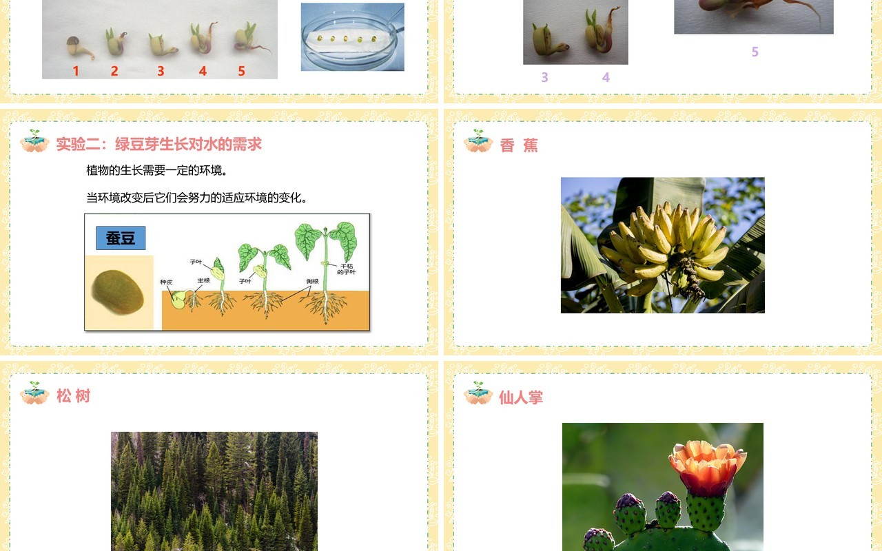 教科版五年级科学上册观察绿豆芽的生长PPT模板