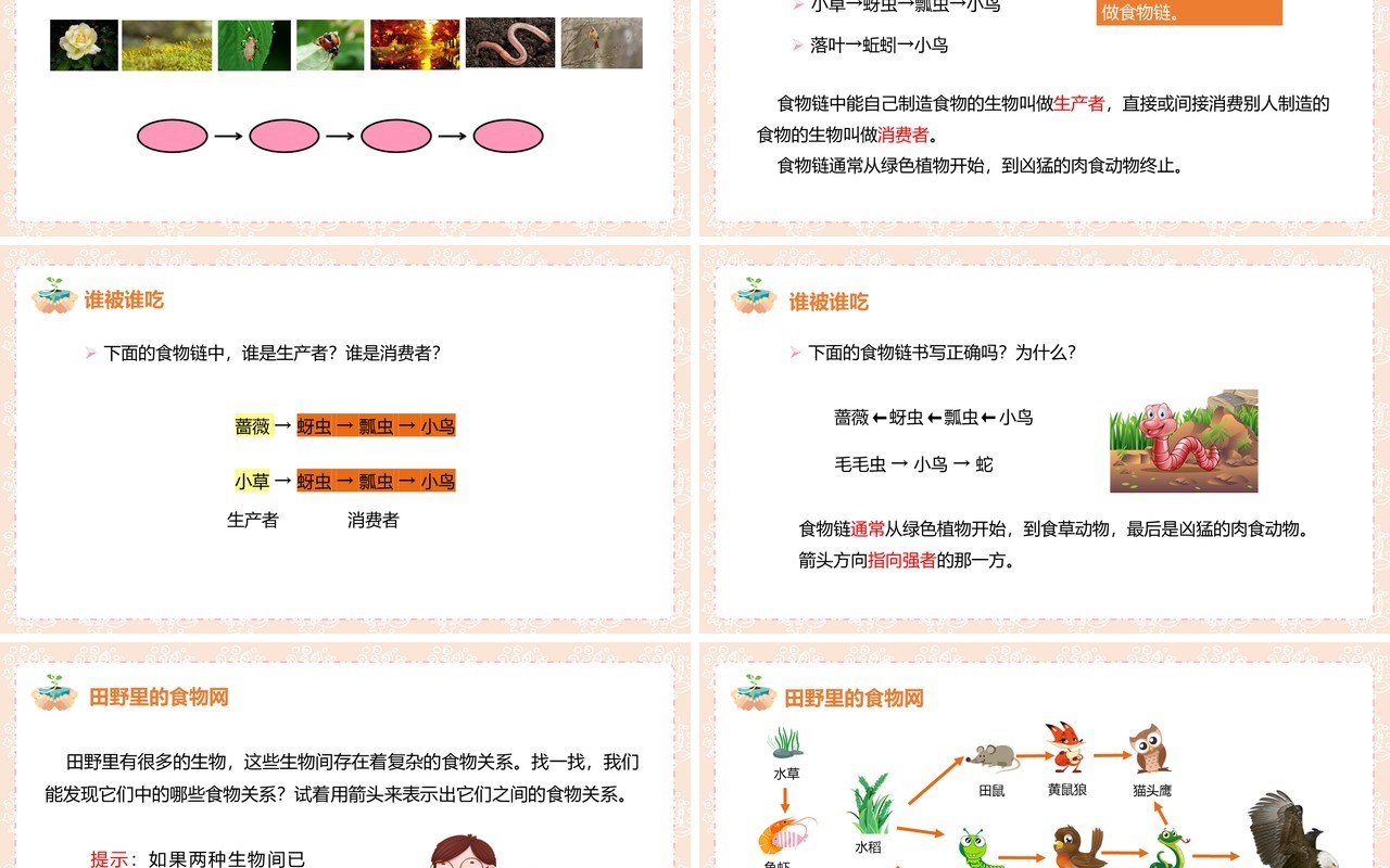 教科版五年级科学上册食物链和食物网PPT模板