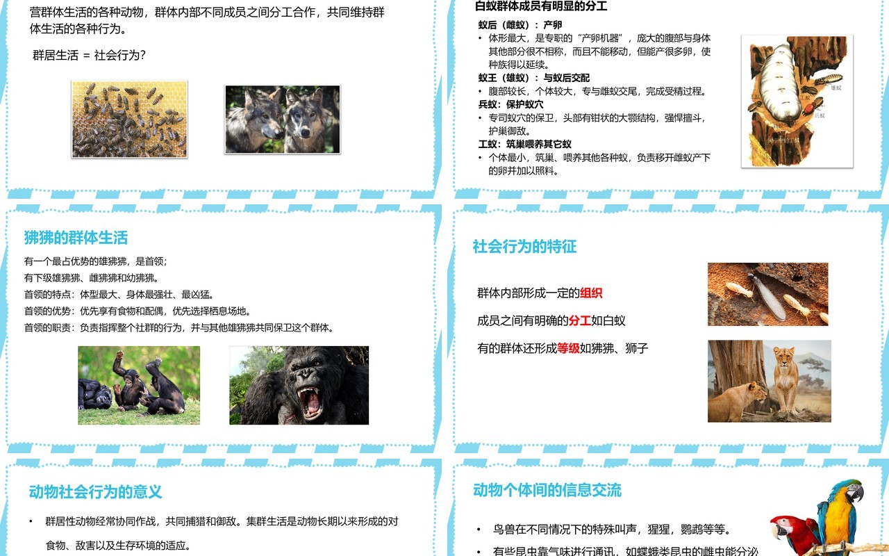 部编版八年级生物上册社会行为PPT模板