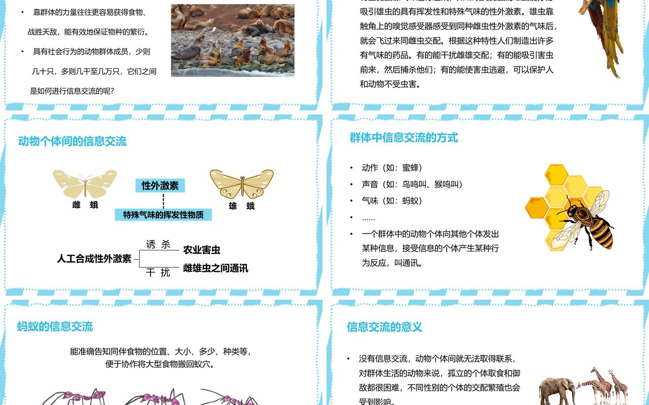 部编版八年级生物上册社会行为PPT模板
