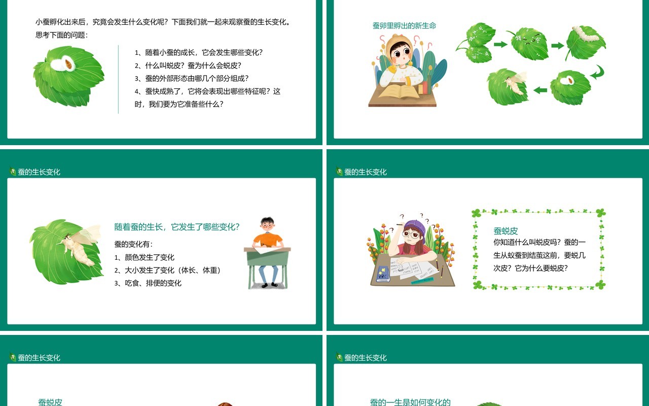 蚕的成长变化外部形态及成熟表现特征动态PPT模板