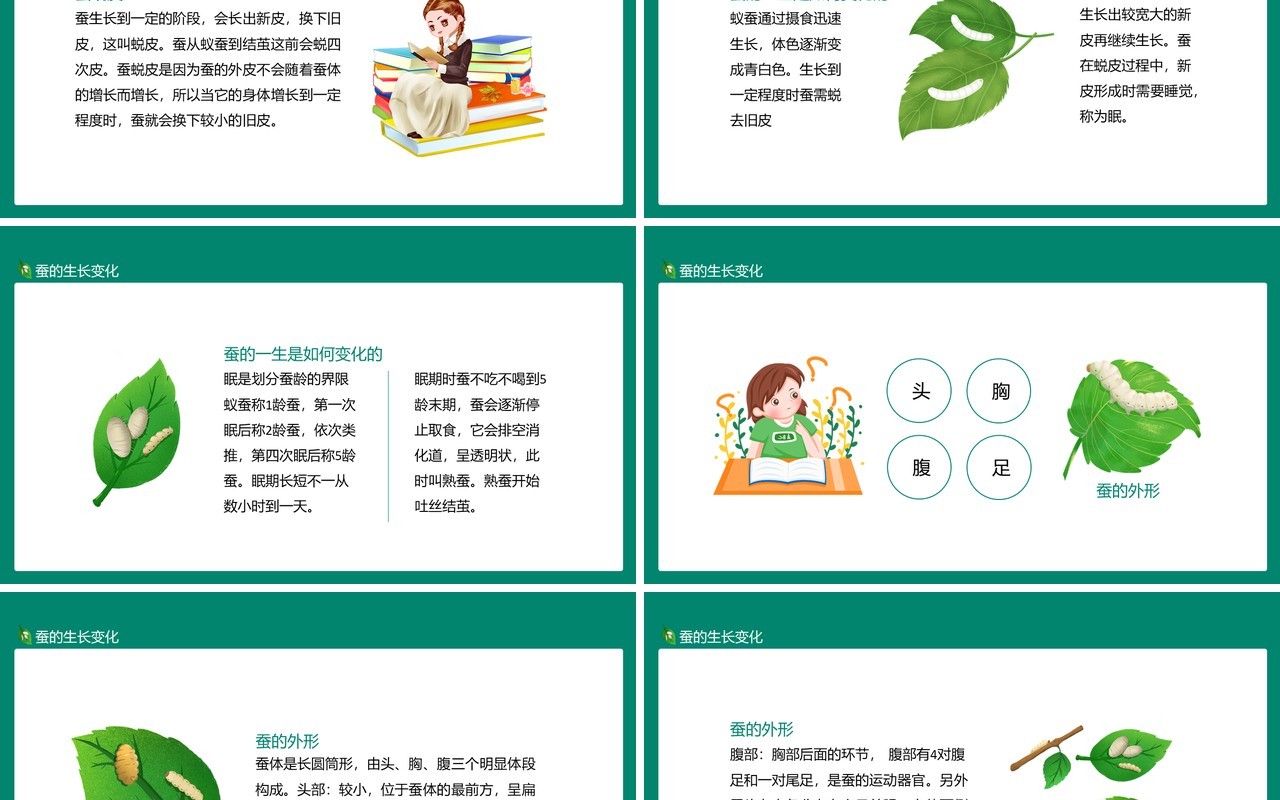 蚕的成长变化外部形态及成熟表现特征动态PPT模板