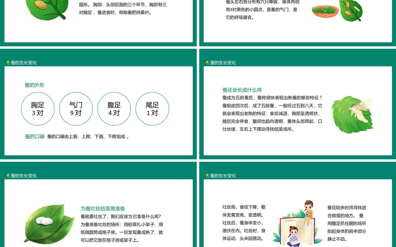 蚕的成长变化外部形态及成熟表现特征动态PPT模板