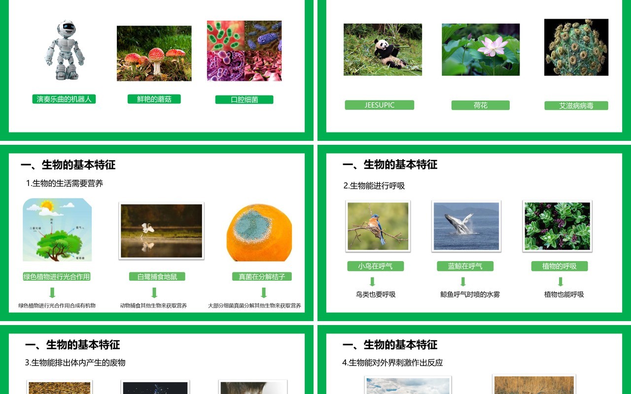 部编版七年级生物上册生物的特征PPT模板