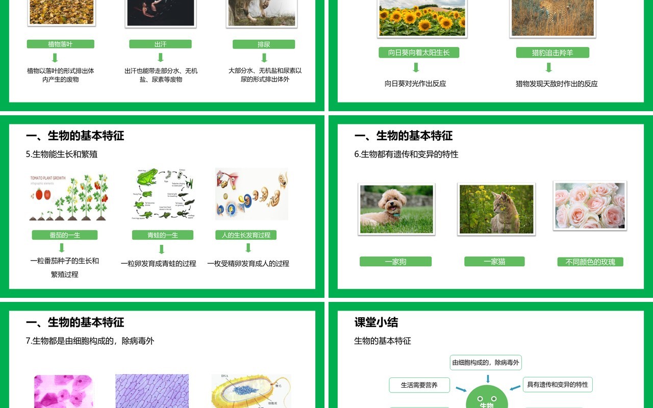 部编版七年级生物上册生物的特征PPT模板