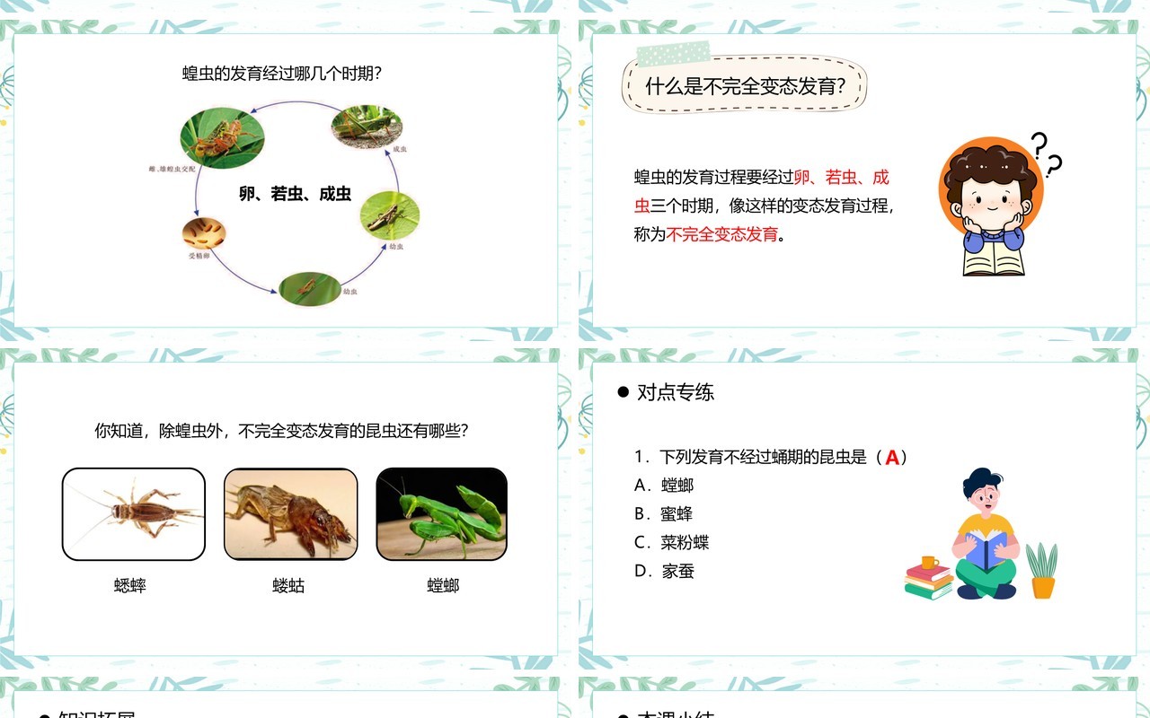 部编版八年级生物下册昆虫的生殖和发育课件PPT模板
