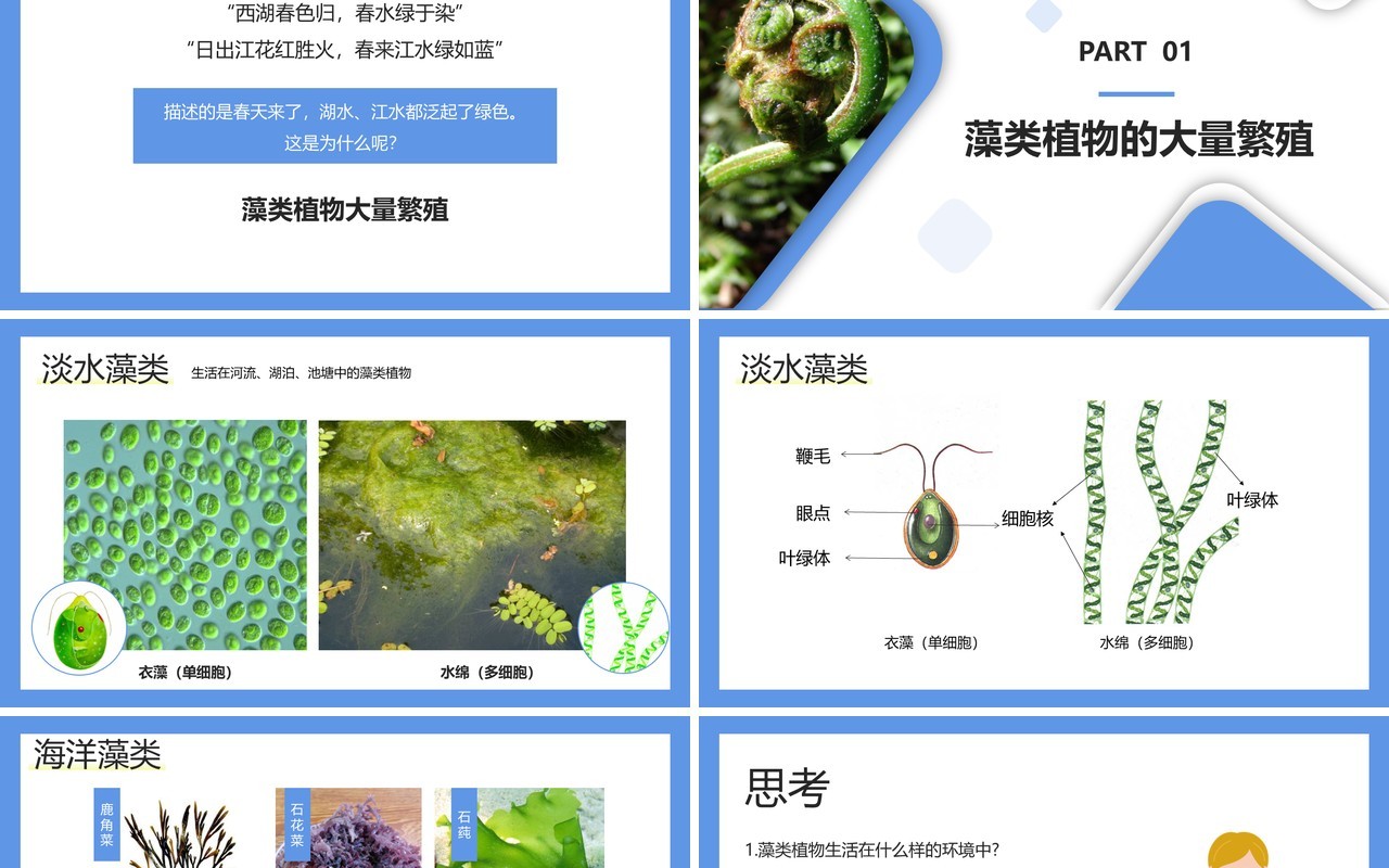 部编版七年级生物上册藻类、苔藓和蕨类植物课件PPT模板