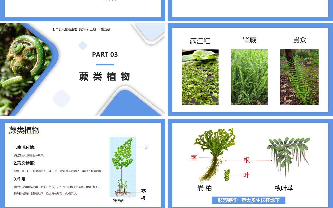 部编版七年级生物上册藻类、苔藓和蕨类植物课件PPT模板