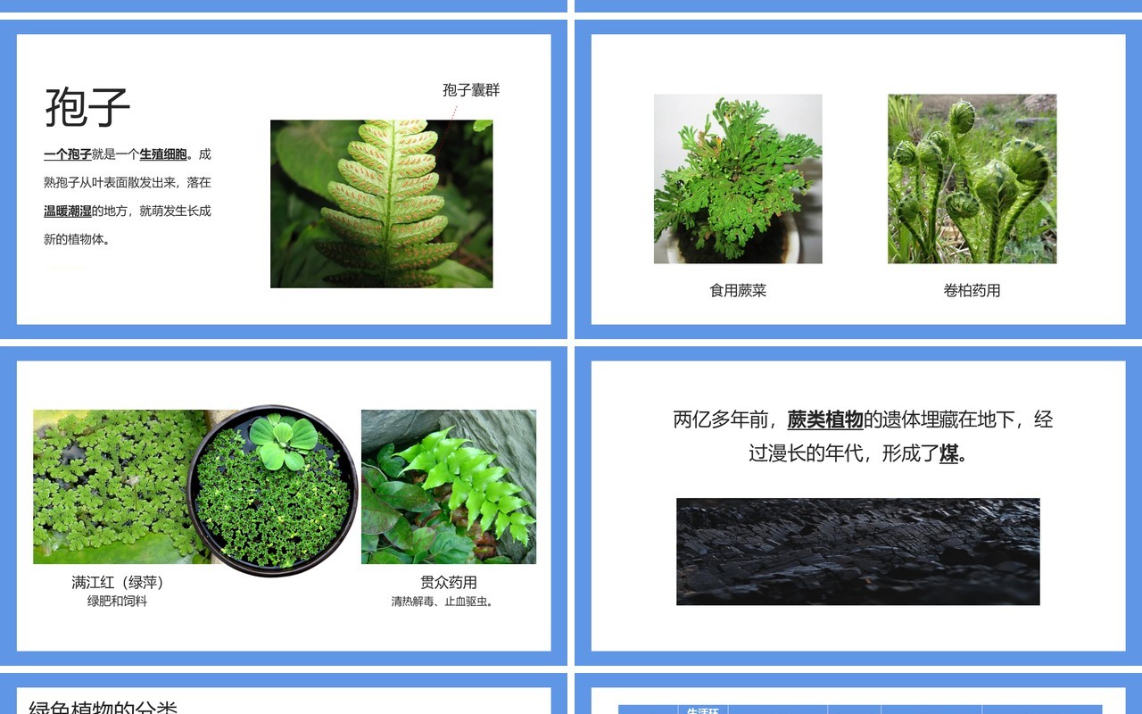 部编版七年级生物上册藻类、苔藓和蕨类植物课件PPT模板