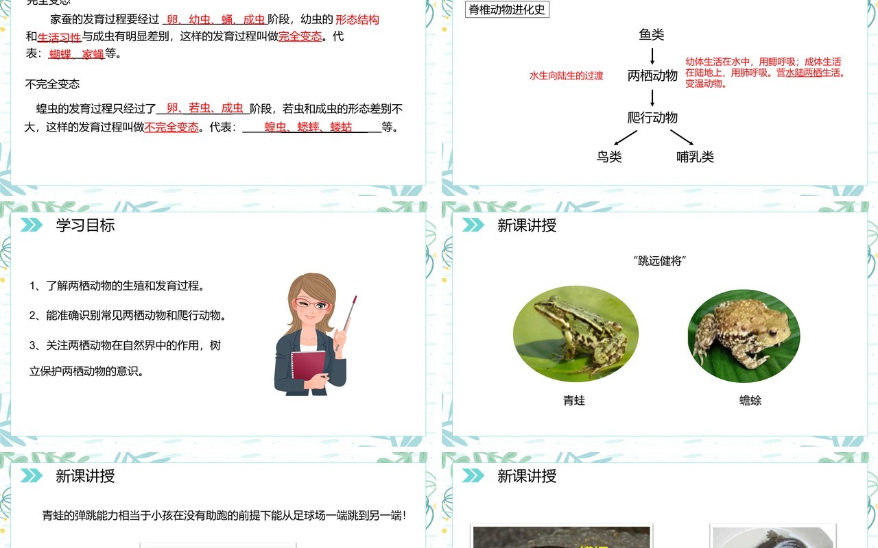 部编版八年级生物下册两栖动物的生殖和发育课件PPT模板