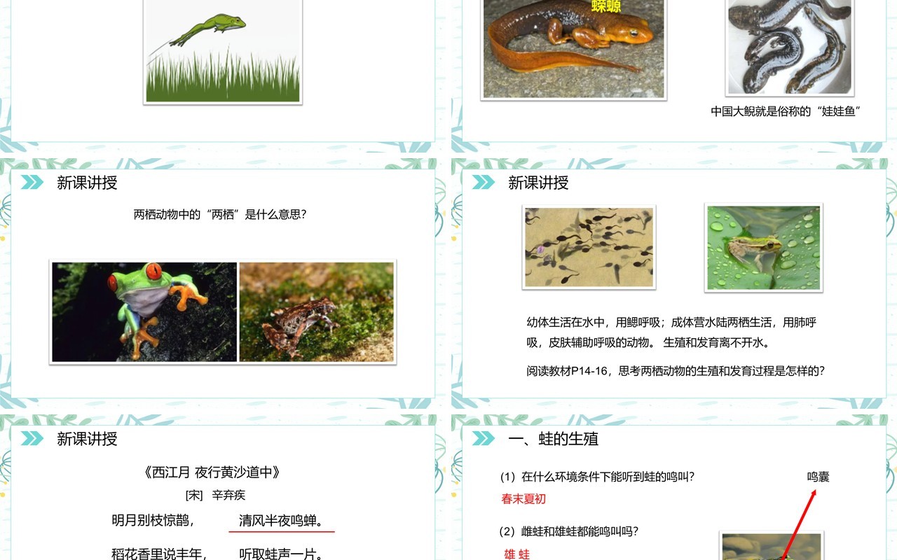 部编版八年级生物下册两栖动物的生殖和发育课件PPT模板