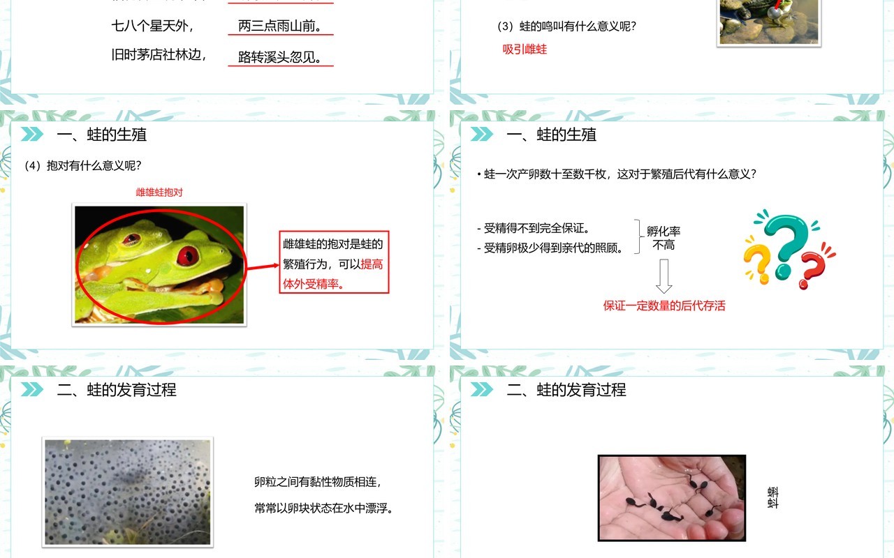 部编版八年级生物下册两栖动物的生殖和发育课件PPT模板