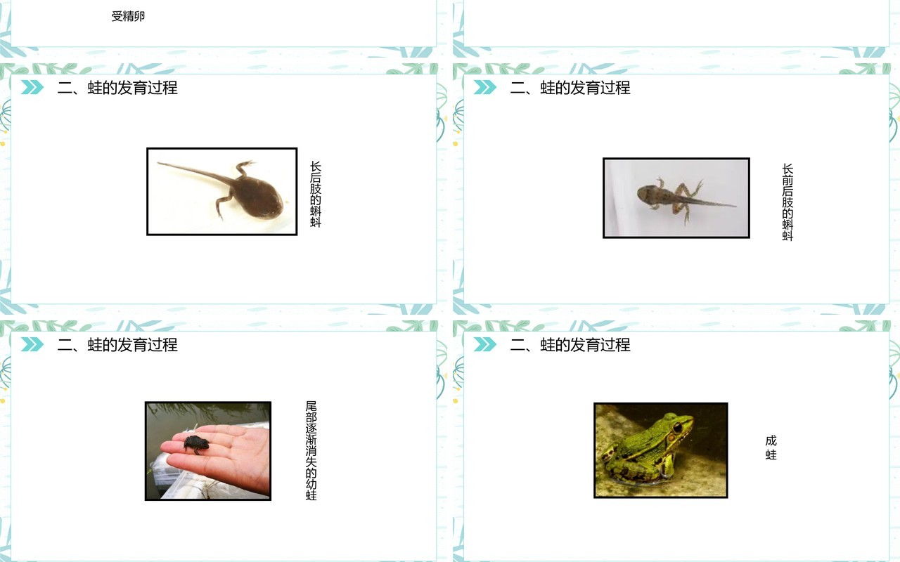 部编版八年级生物下册两栖动物的生殖和发育课件PPT模板